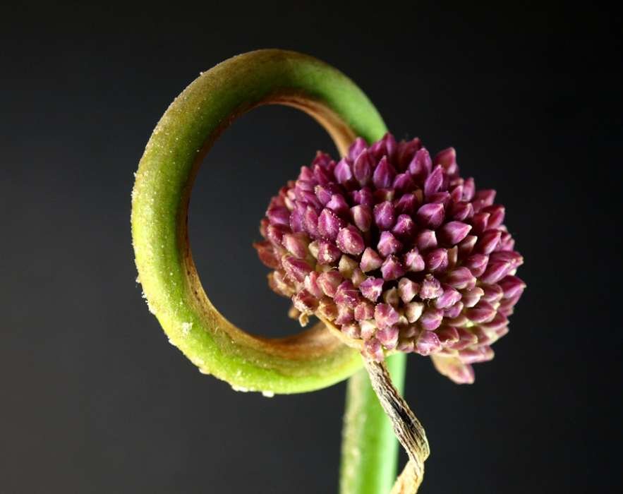 Allium-commutatum-36-(3).jpg