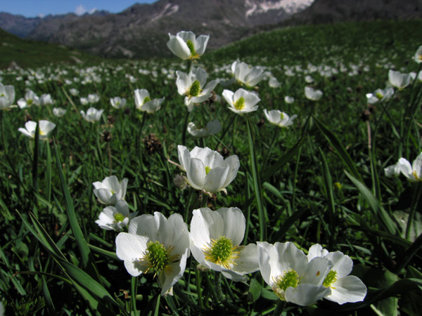 Ranuncolo dei Pirenei (Ranunculus pyreneus)