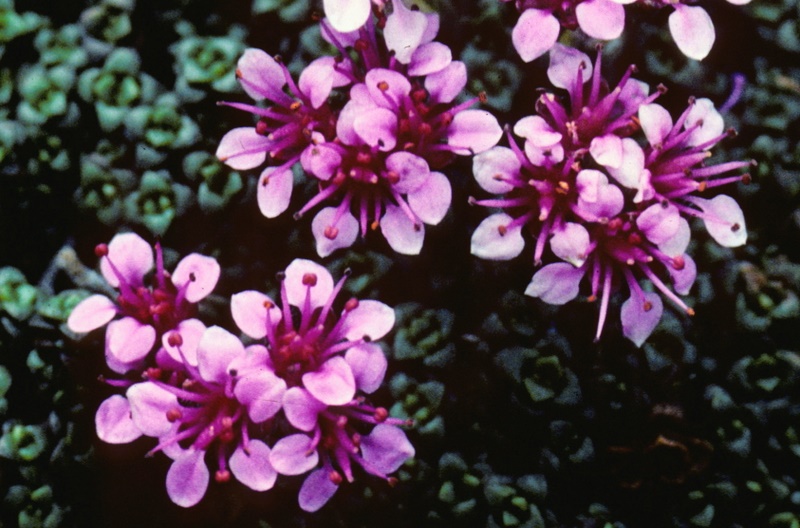 Sax. retusa ssp. augustana