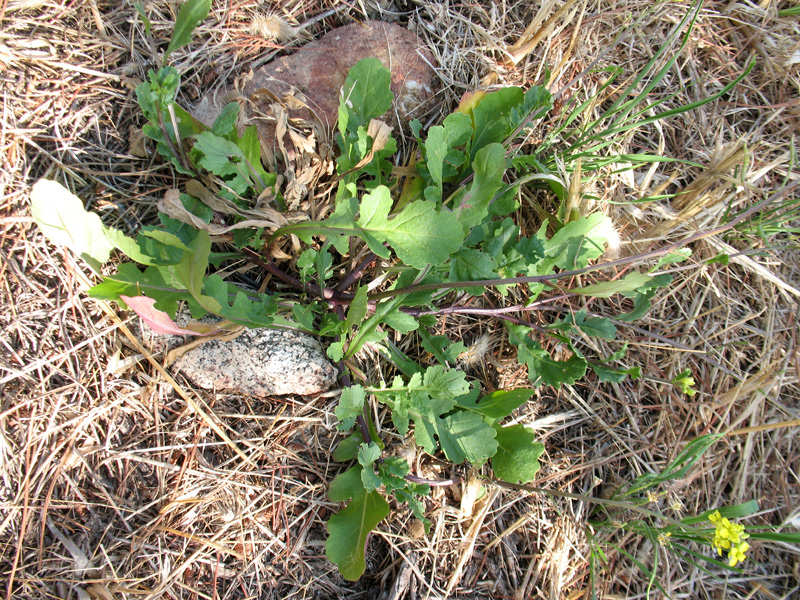Brassica-procumbens-4.jpg