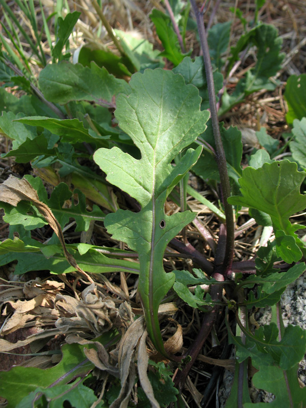 Brassica-procumbens-5.jpg