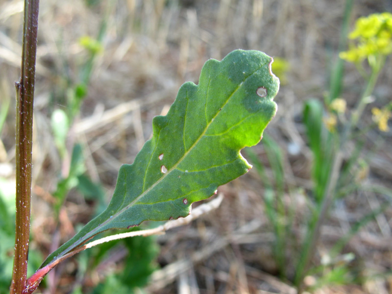 Brassica-procumbens-6.jpg