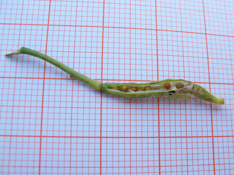 Brassica-procumbens-9.jpg