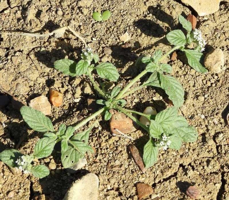 Heliotropium supinum - Piana Albanesi - 20-10-2019 11-36-58 (copy).jpg