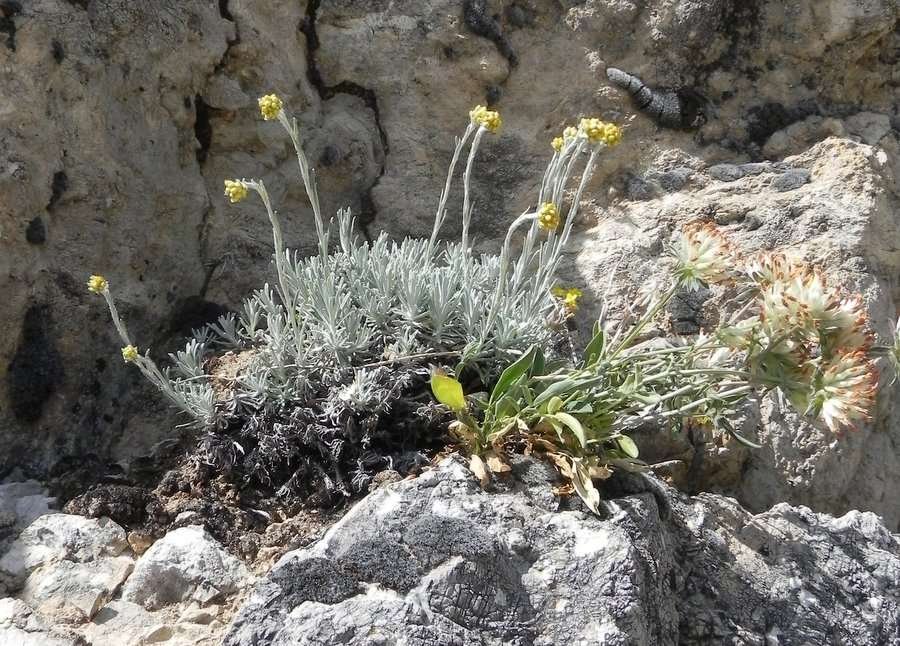 Helichrysum nebrodense - Isnello - 19-05-2012 14-50-37.jpg