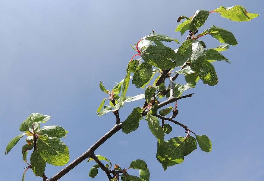 B6_Prunus cocomilia_23_05_2016_P_Ruggio.jpg