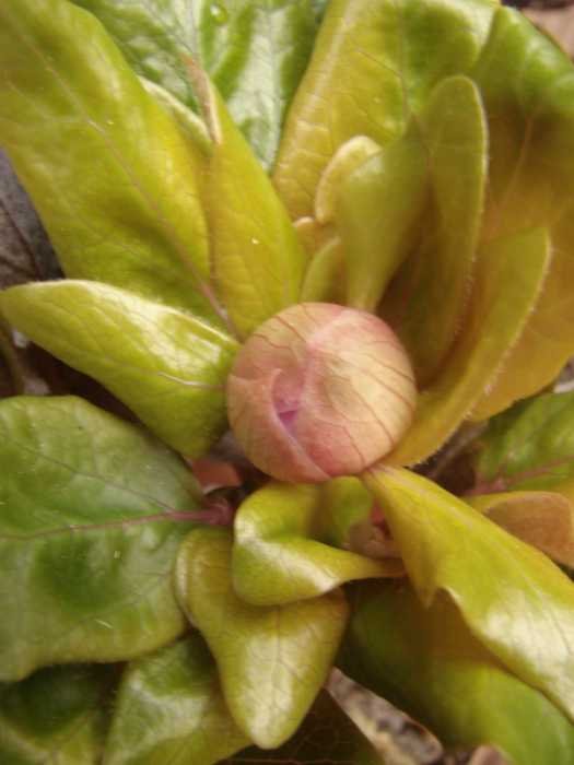 Paeonia morisii Gennargentu 03-17 (5).jpg