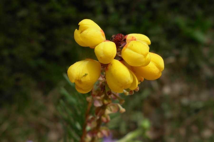 Mahonia bealei ( Fortune ) Carrière -04-04-16-S.Anna 091.jpg