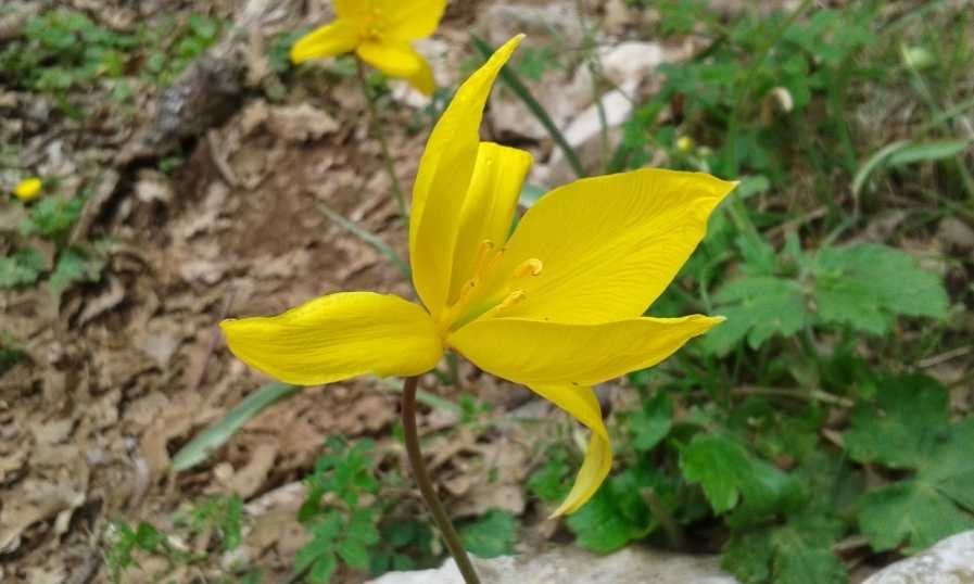Tulipa sylvestris L. (c).jpg