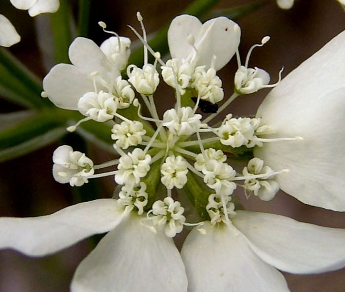 Orlaya grandiflora (L.) Hoffmann.jpg