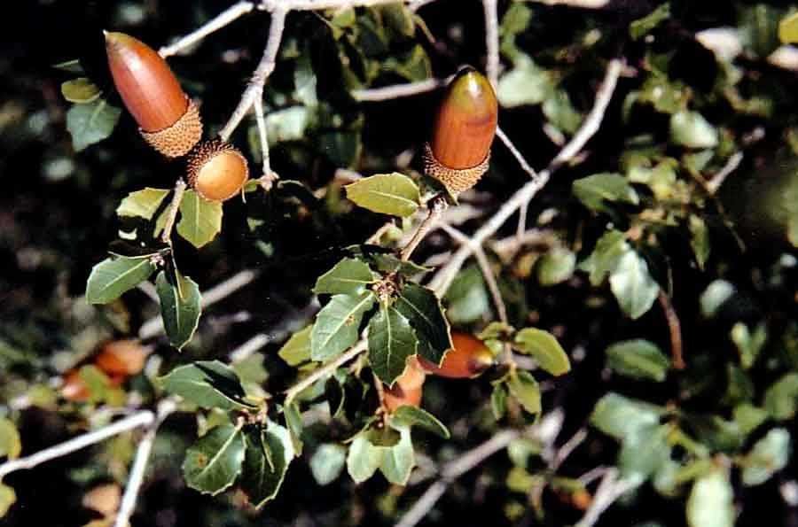 Quercus-coccifera-L..jpg