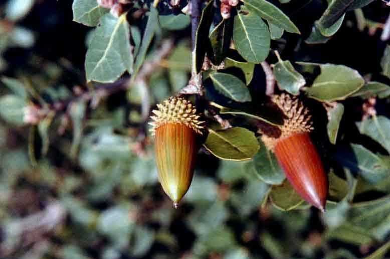 Quercus-coccifera-L (copy)..jpg