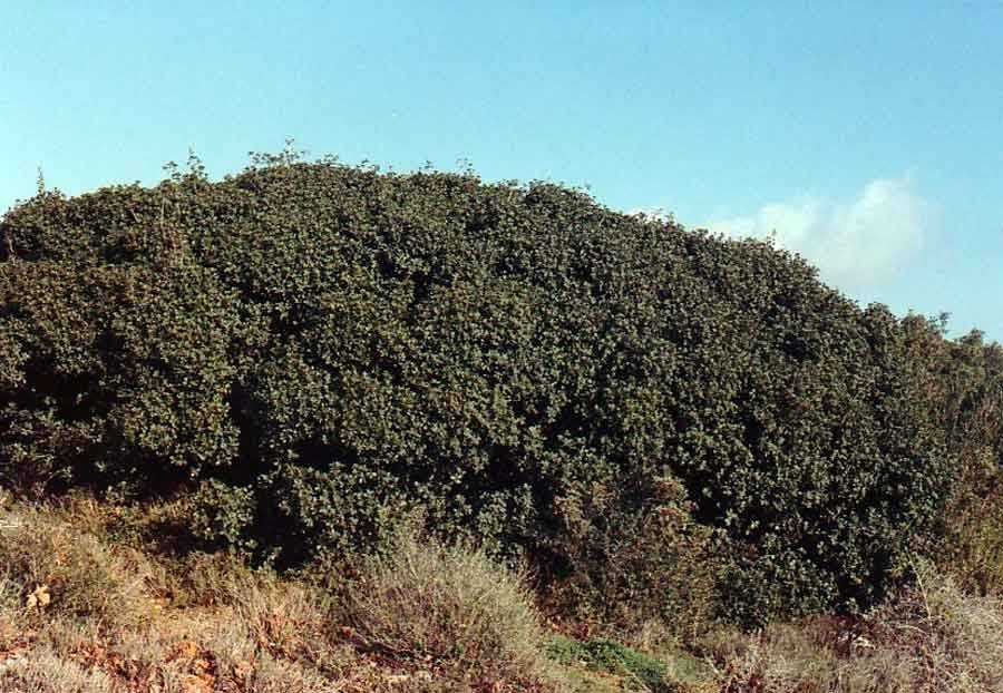 OTTONELLO D.,ALEO M.,ROMANO S.,1991–La macchia mediterranea a Quercus calliprinosWebb di Marausa (TP): un'area da conservare – Giorn. Bot. Ital.,125 (3): 435.(NATURA 2000 , ZONA DI PROTEZIONE SPECIALE (ZPS)  )