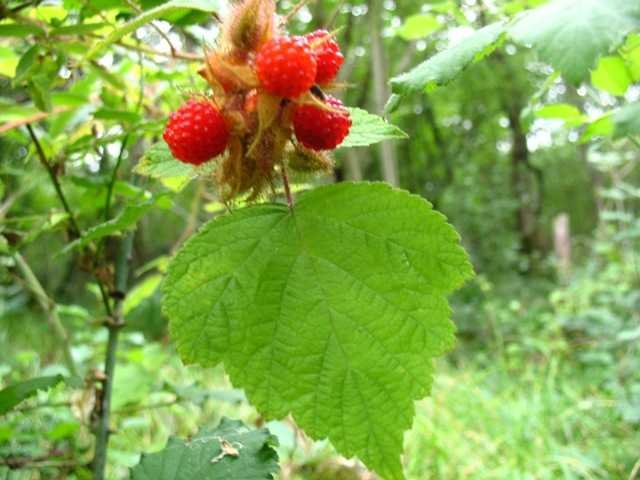 Rubus (copy).jpg