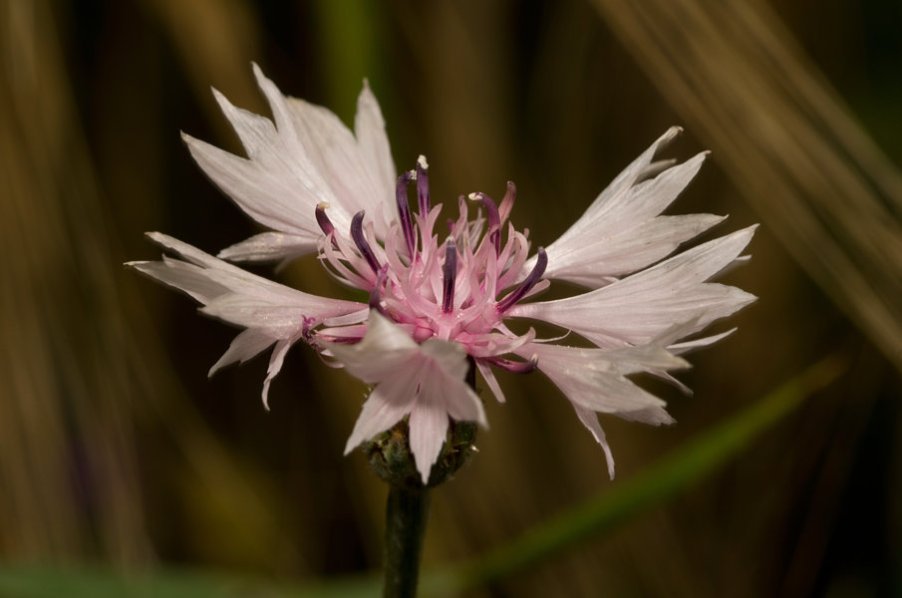 Centaurea cyanus18 (FILEminimizer).JPG