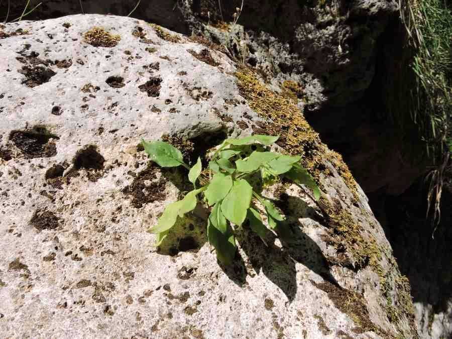 Hieracium racemosum s. pignattianum - Pomieri - 09-08-2017 12-33-31.jpg