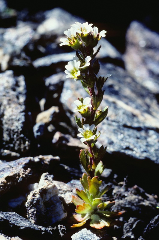 Saxifraga adscendens subsp. adscendens