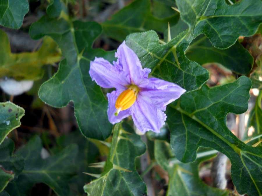 Solanum-linnaeanum-Hepper-&.jpg