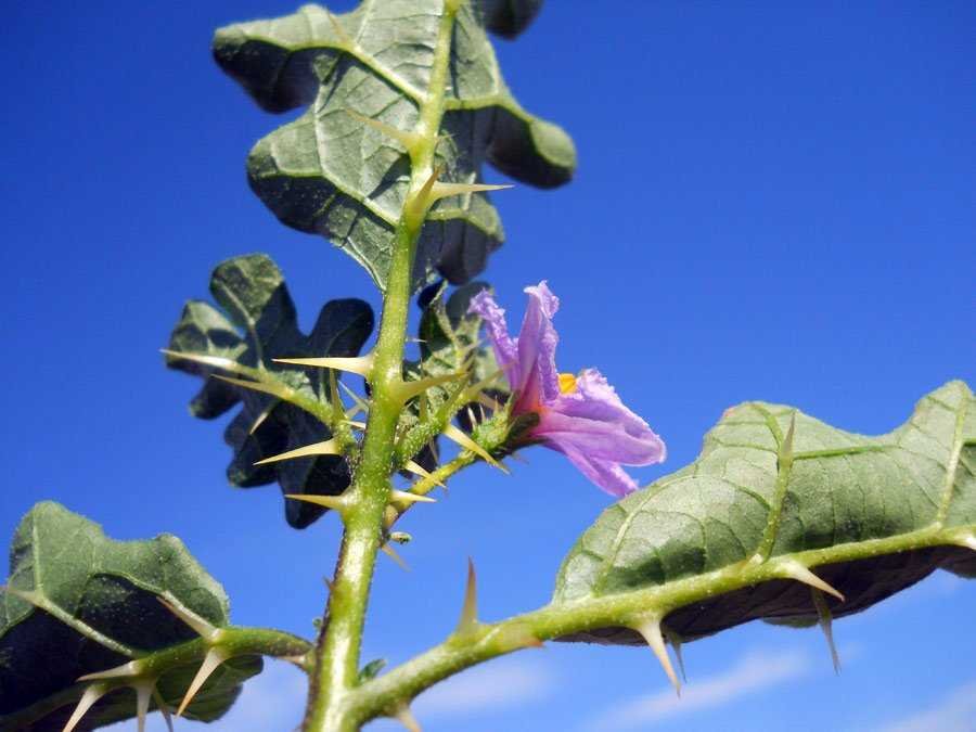 Solanum-linnaeanum-Hepper-& (copy).jpg