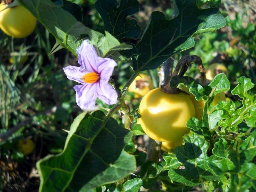 Solanum-linnaeanum-Hepper-& (3rd copy).jpg