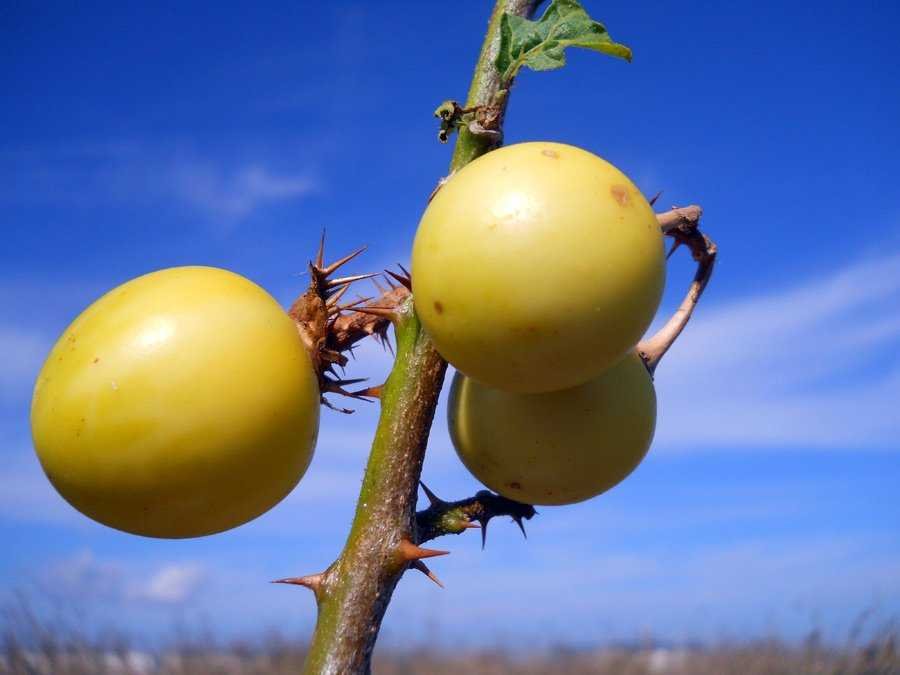 Solanum-linnaeanum-Hepper-& (5th copy).jpg