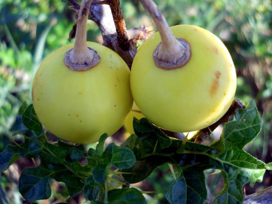 Solanum-linnaeanum-Hepper-& (6th copy).jpg