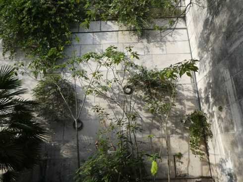 Solanum mauritianum Scop. (b).jpg