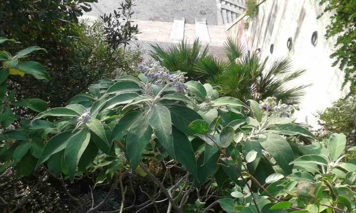 Solanum mauritianum Scop. (a).jpg