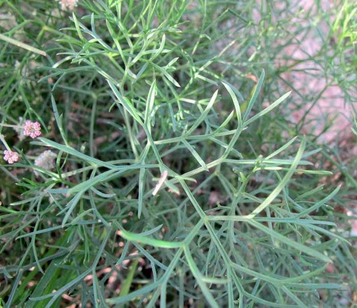 Seseli tortuosum L. - Apiaceae - Finocchiella mediterranea (5).jpg