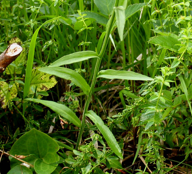 Campanula patula L. subsp. jahorinae (7).jpg