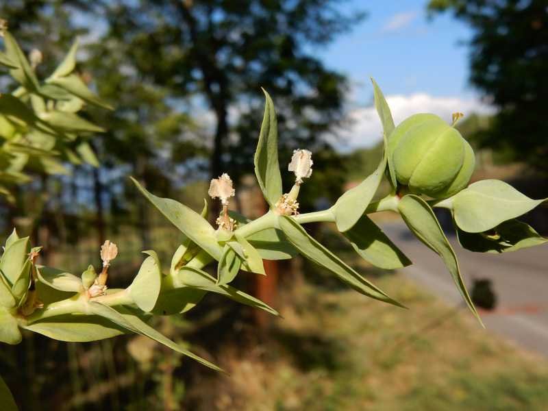 Euphorbia-cfr-lathyris-2.jpg