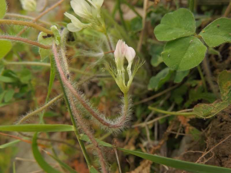 Trifolium_subterraneum_subsp_1.jpg