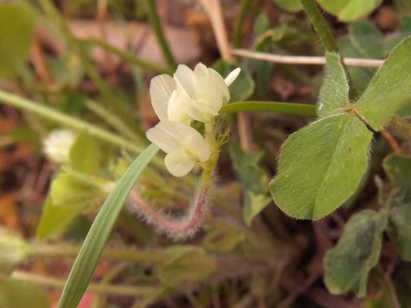 Trifolium_subterraneum_subsp_4.jpg