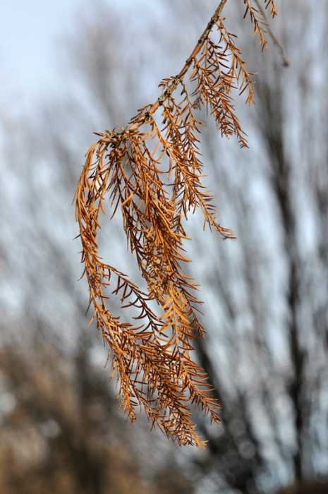 Taxodium_disticum_foglie-inverno.jpg