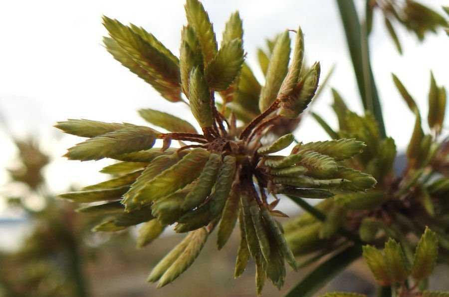 Cyperus eragrostis 20171209_016.jpg