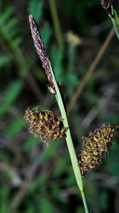 Carex 3.jpg