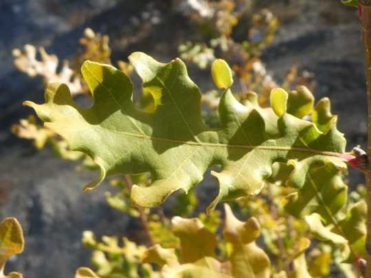 Quercus robur L. (f).jpg