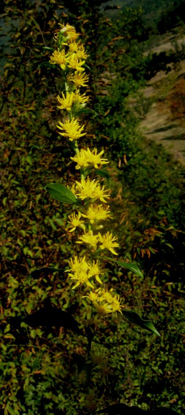 Solidago virgaurea L. subsp. minuta (L.) Arch. 5 (2).jpg