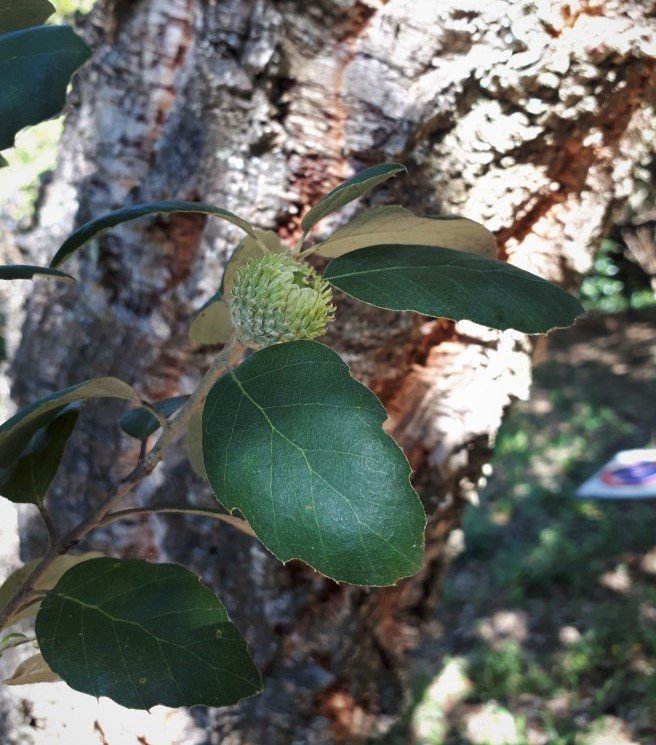 Quercus suber.jpg