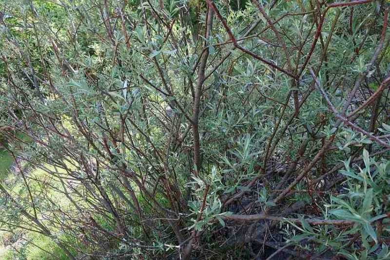 Salix eleagnos giu 2020 001 pianta.jpg