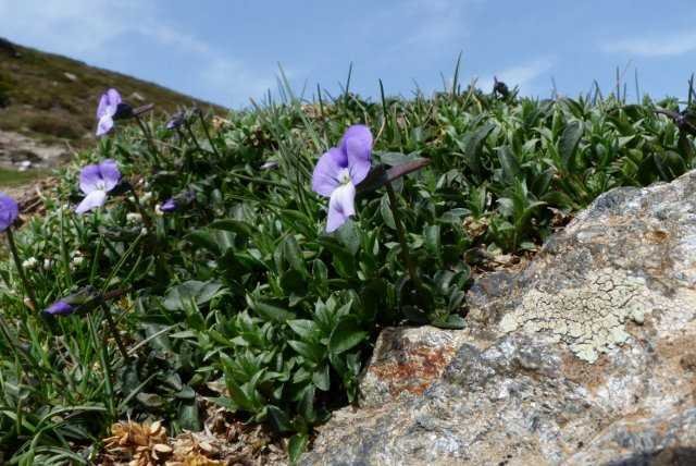 Viola corsica Nyman (3) (640x428).jpg