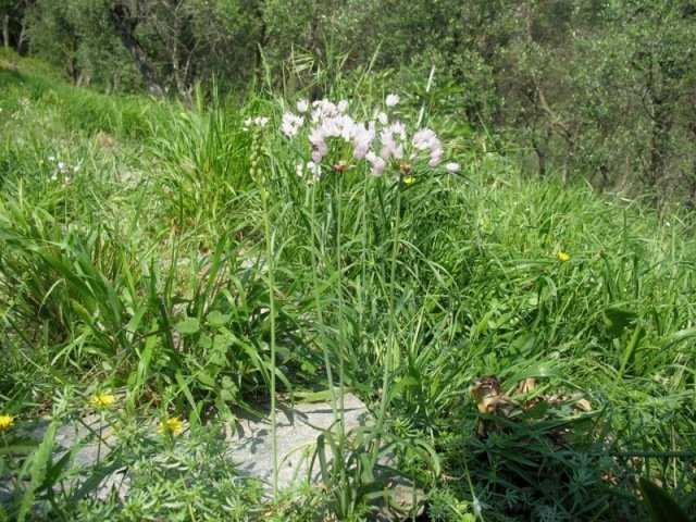 Allium roseum.jpg
