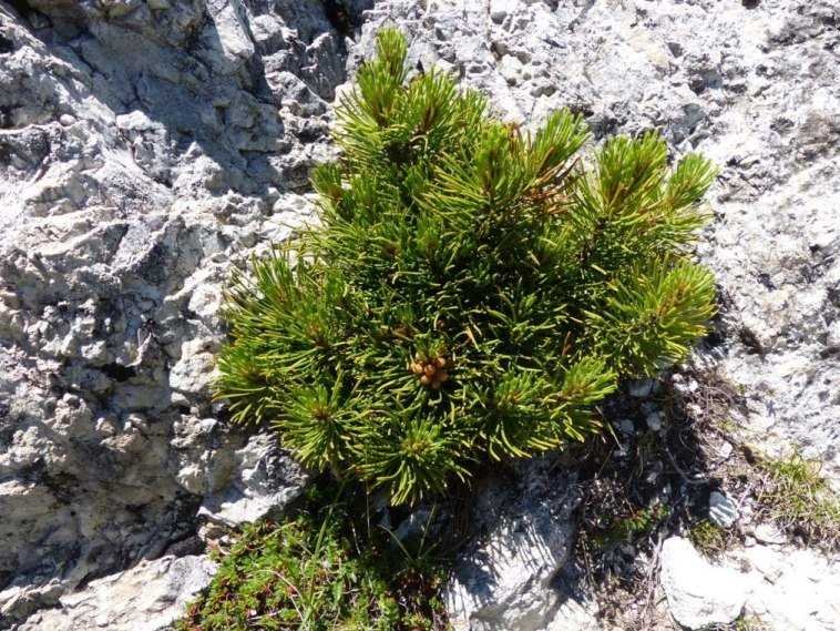 Pinus mugo Turra.jpg
