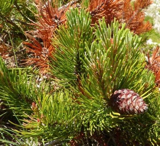 Pinus mugo Turra2.jpg