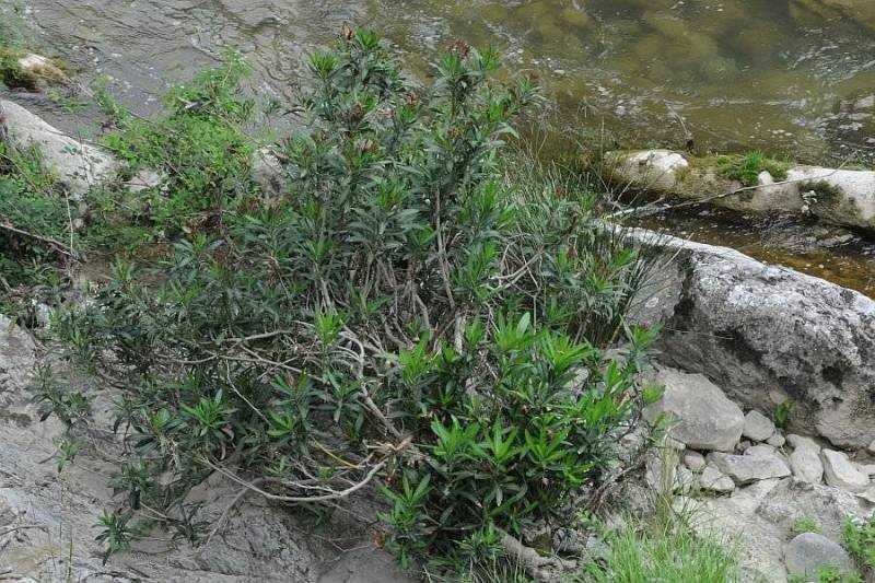 Nerium oleander_6019.jpg