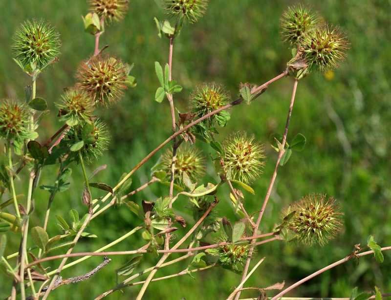 Trifolium-lappaceum-b.jpg