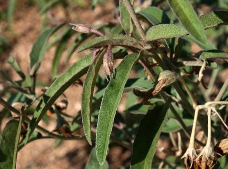 5-Solanum-elaeagnifolium-84-(.jpg
