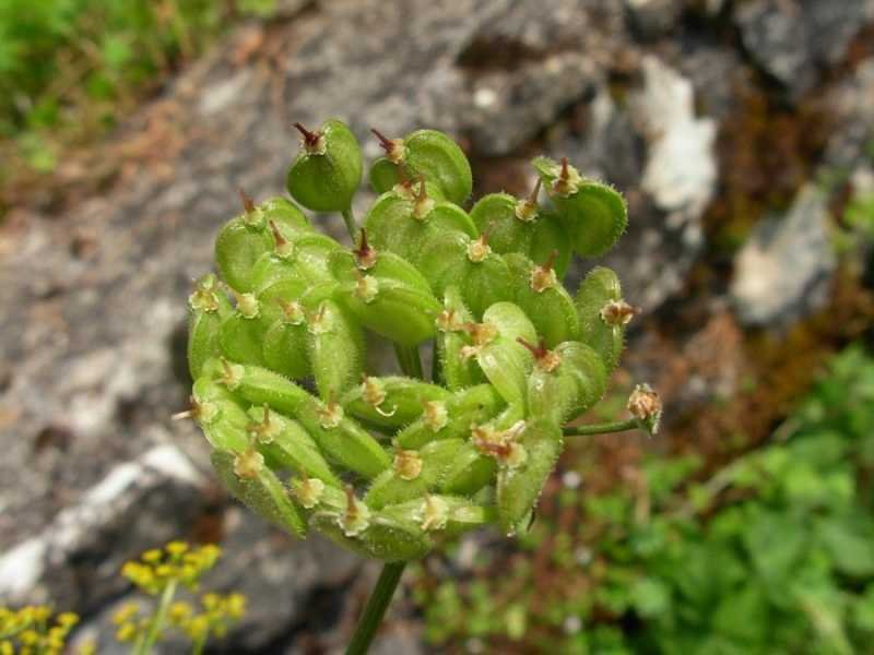 Heracleum sphondylium L.-13-07-18-064.jpg