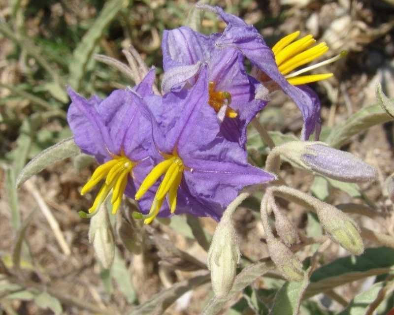 Solanum sp Cagliari 201706 (8).jpg