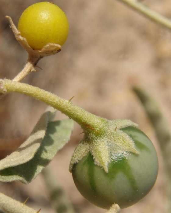 Solanum sp Cagliari 201710 (2).jpg